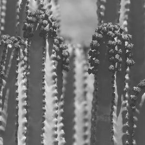 Euphorbia Earrings - Greens