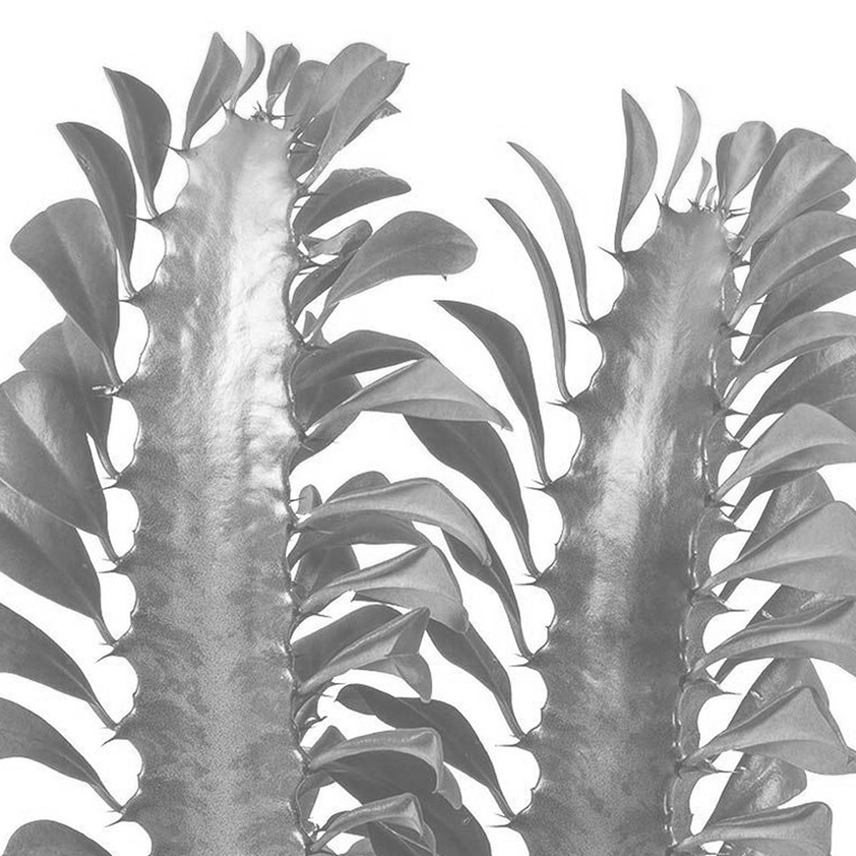 Euphorbia Earrings - Greens