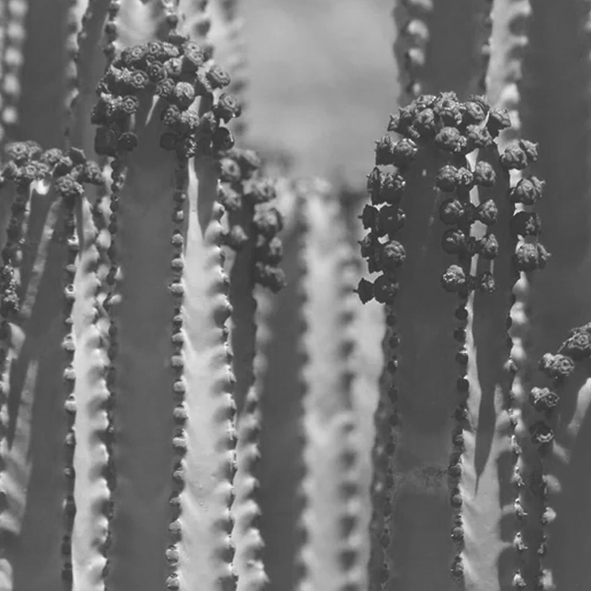 Euphorbia Earrings - Greens